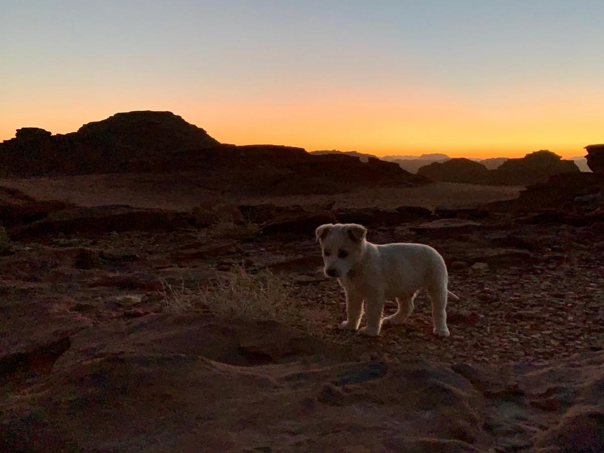 Wadi Rum Bedouin Tour With A Camp Buitenkant foto