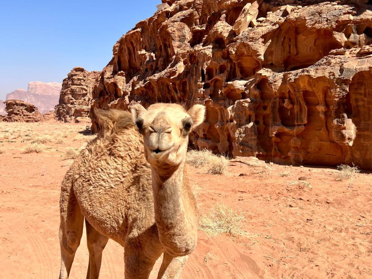 Wadi Rum Bedouin Tour With A Camp Buitenkant foto
